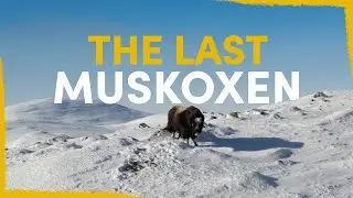 How We Found The Last Swedish Muskoxen