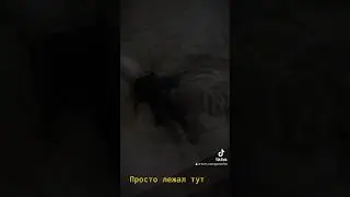 Цвергпинчер Элька и Пушинка в деле.Прикол кот и собака.#тикток #рекомендации #добро #весёлые
