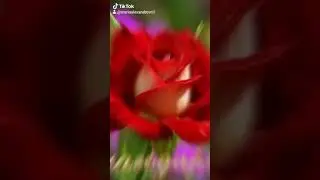 Розочки для тебя!