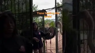 That one time Tiana went to feed the birds!