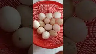 আমার ছাদে পালিত মুরগির ডিম