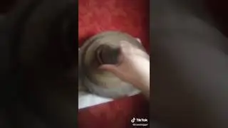 Обзор на снюс ветеранус
