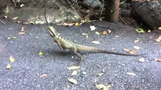 Water Dragon