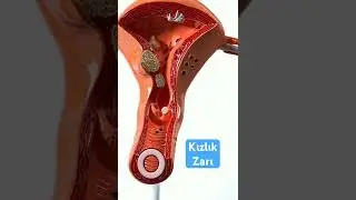 ⭕️ Kızlık Zarı Nerededir? Nasıl Görünür? 