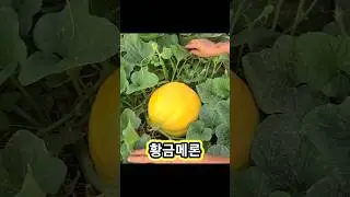 황금메론