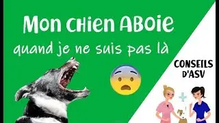 🐶 Mon chien aboie quand je ne suis pas la / HYPERATTACHEMENT
