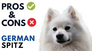 German Spitz Dog Pros and Cons | Deutscher Spitz Advantages and Disadvantages