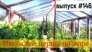 146 Июльские перцы по жаре 15.07.2024