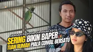 ULAH Cucak Hijau RUBICON Sering Bikin Baper Tuan Rumah || Piala Comal Bersatu