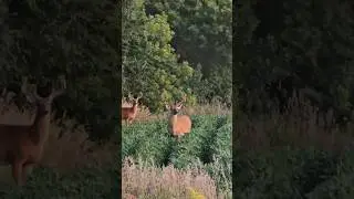 Lookin Good! #nature #wildanimals #outdoors #whitetaildeer