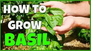 How to Grow Basil (Complete Guide to Harvest)