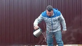 Обработка смородины от болезней и вредителей.