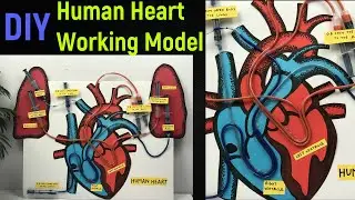 heart working model | human heart working model | Science project model | 