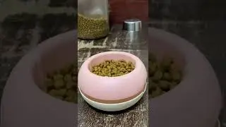 Cursed Cats Compilation! Funny and Wholesome Cat Videos 😻🐾