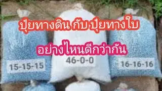 ปุ๋ยทางดิน กับ ปุ๋ยทางใบ อย่างไหนดีกว่ากัน
