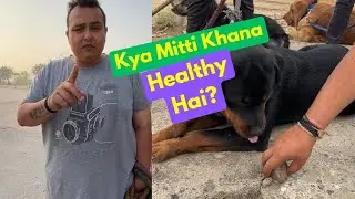Kya Mitti Khana Safe Hai Dogs Ke Liye? #dogcare #abhinavkrishan