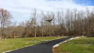 my pet duck flying