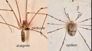 Une araignée au plafond (Pholcus phalangioides)
