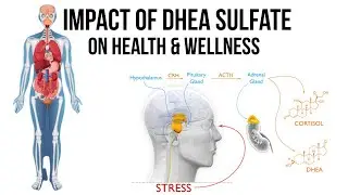 The Truth and Impact Of DHEA Sulfate On Health & Wellness