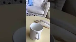 Зубы мегалодона или ракушки?