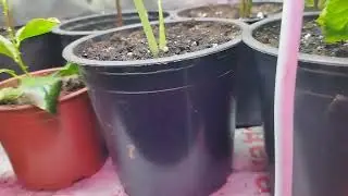 РАСТЕНИЕ ЛЮБЯТ УХОД
