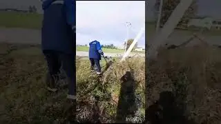 Казнь репейника