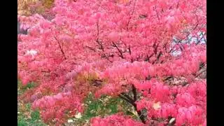Red colours of the Fall season