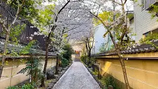 Falling cherry blossoms (Sakura) and the chirping of birds - At a Japanese temple