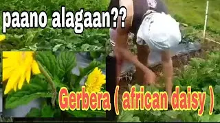 paano mag alaga ng gerbera ( african daisy ) tips