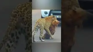 Why does a leopard drag a hyena?