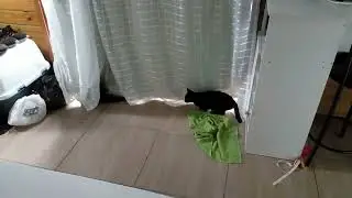 Coloquei uma cortina nova e 30 segundos depois… 🐾