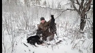 Промысел в тайге. Добыли глухаря