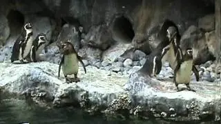 March of the Penguins!