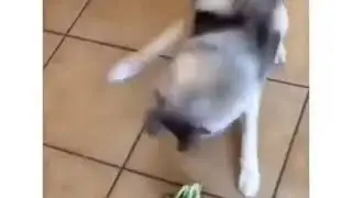 Собака и брокколи