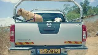 DOGS & PICK UP