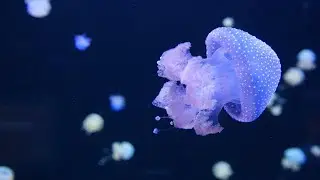 Beautiful Relaxing Music - Stop Overthinking, Peaceful Piano Music, Serene Music, Calm The Mind