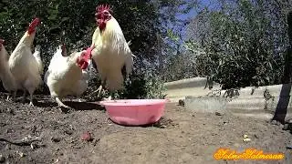 Pecking or Cannibalism in Chickens - How to Solve Them.