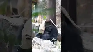 #macaco #memes #piadas #shorts #zoo