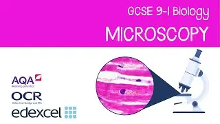 Microscopy for GCSE 9-1 Biology: Light microscopes, electron microscopes, magnification, resolution