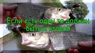 Два ГОЛАВЛЯ за 3 минуты. Лучший, поверхностный воблер на голавля - "Жук-Перекатный".
