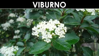 VErba Volant - La pianta di Viburno