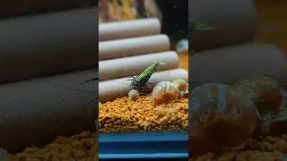 Warum Garnelen und keine Fische?? 🦐 #aquarium #aquaristik #garnelen