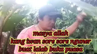 nguner daun singkong sore sore...@AlwiproOfficial