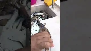 Mavi yengeç tanıtımı ve temizlemesi