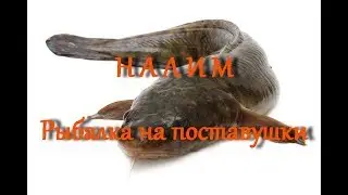 Налим на поставушки