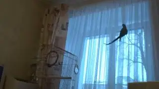 Ожереловый попугай Сеня - утро начинается ...