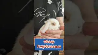 Голубоглазые блондинки 🔥