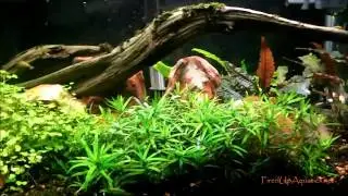 Aquascaping with&without Co2