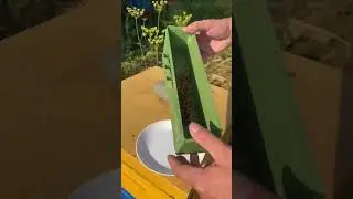 Её можно высушить,а можно заморозить - и зимой по чайной ложке в день - дети просто обожают!#shorts