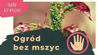 Jak nie mieć mszyc? Genialny sposób dla zakładających ogród